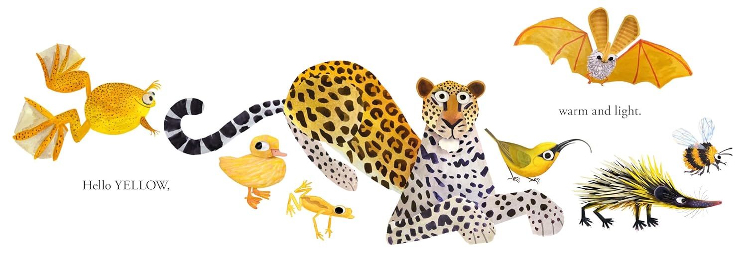 Hello Hello Colors (Board Book)