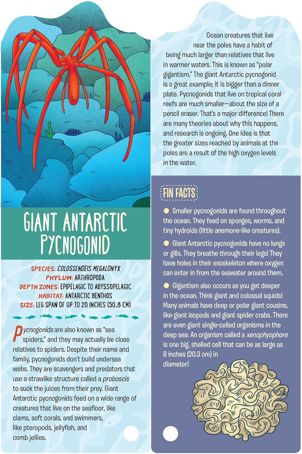 Fandex Kids: Ocean Life