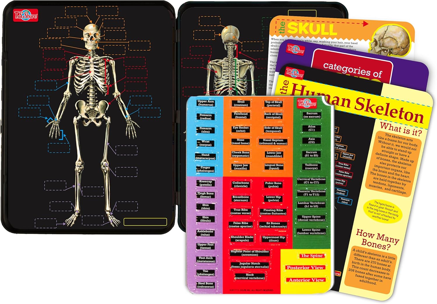 Magnetic Tin Playset: Human Skeleton