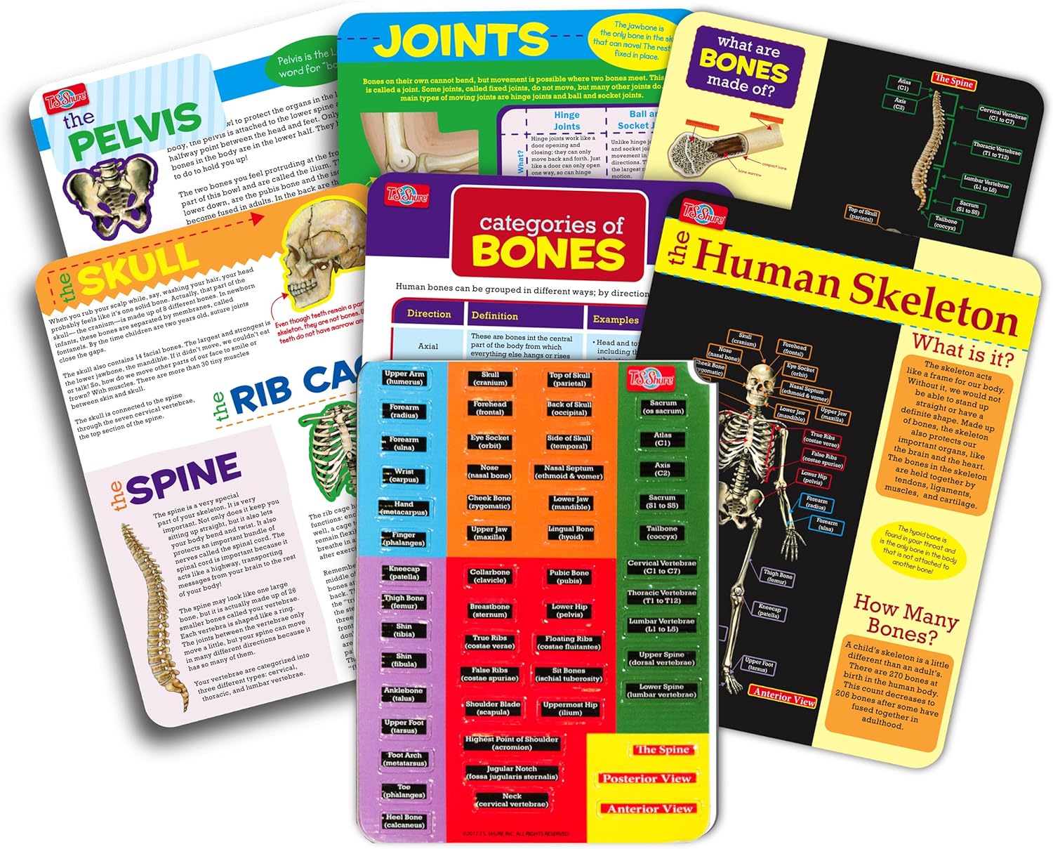 Magnetic Tin Playset: Human Skeleton