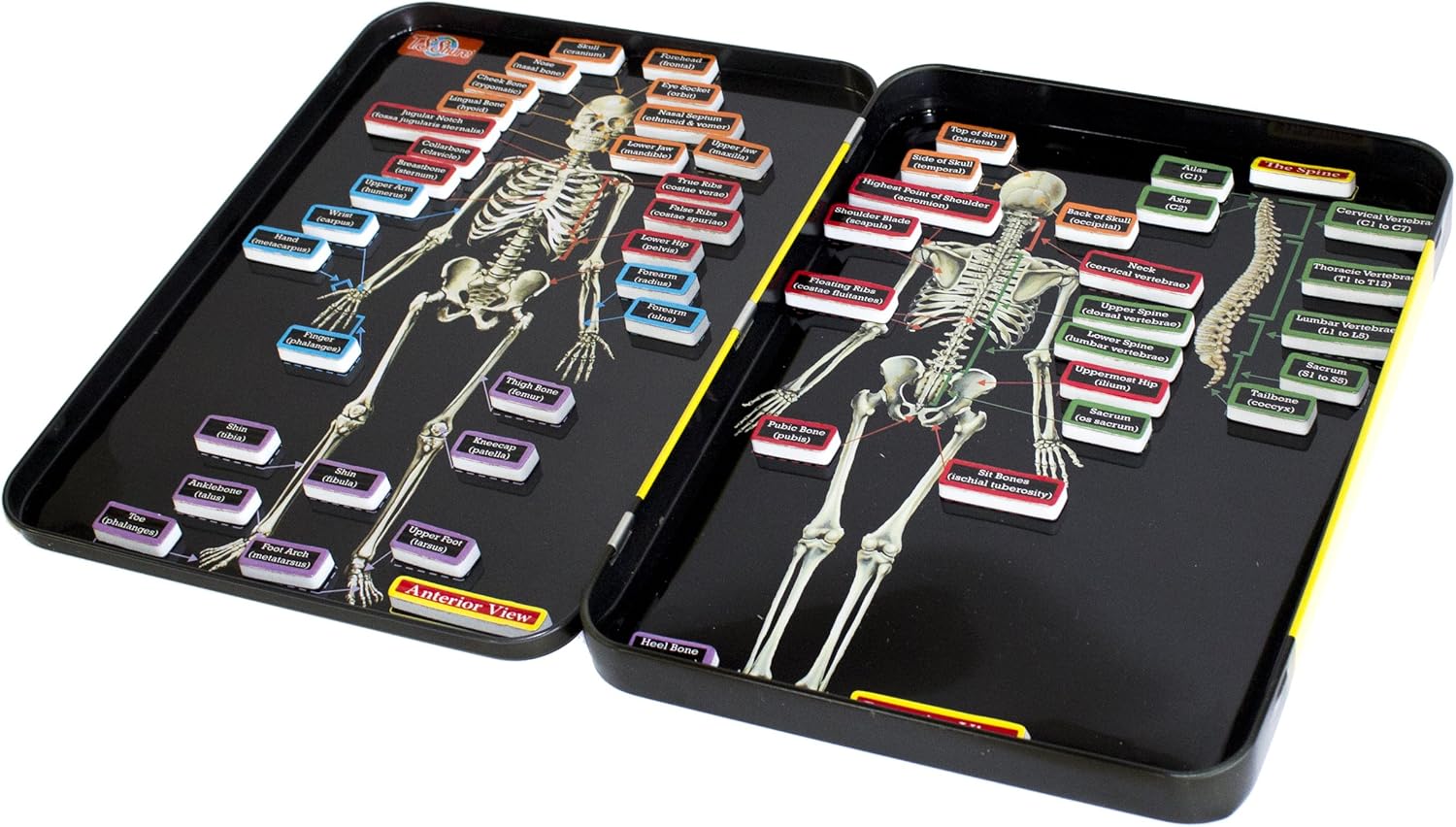 Magnetic Tin Playset: Human Skeleton