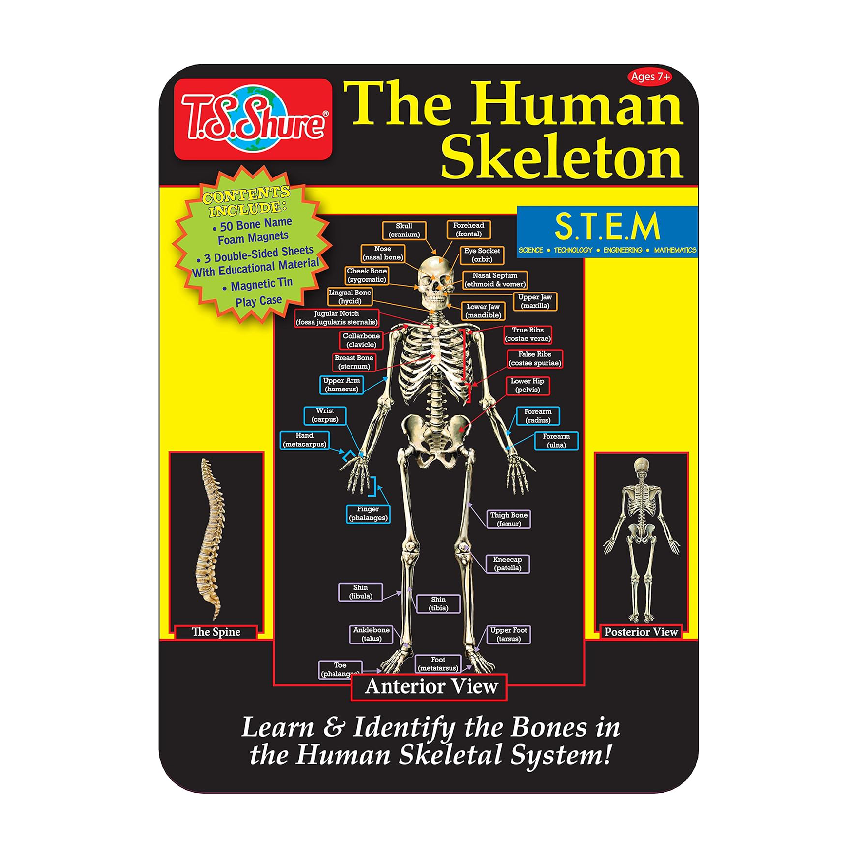 Magnetic Tin Playset: Human Skeleton