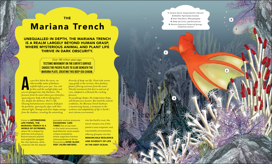 The Fantastical Safari