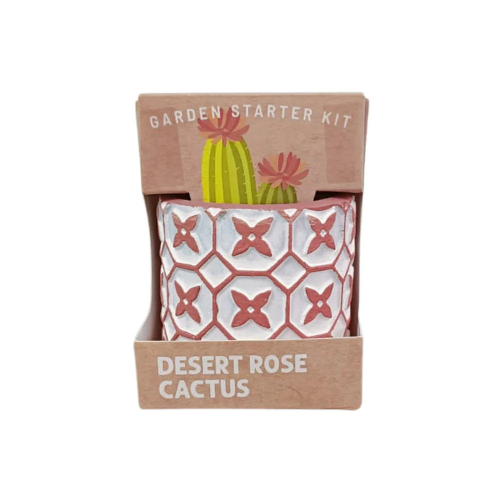 Boutique Garden Succulent Collection: Cactus
