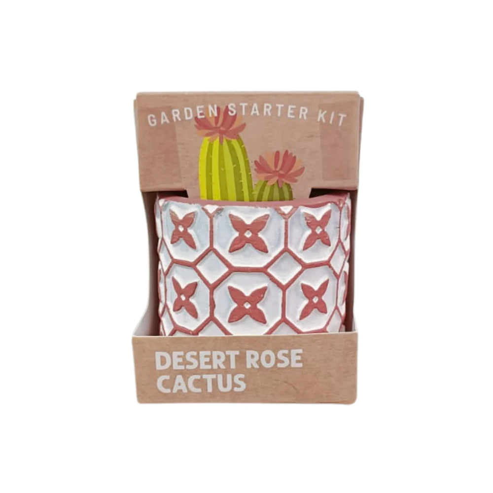 Boutique Garden Succulent Collection: Cactus