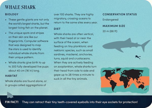 The Shark Deck: A Deep Dive On 50 Fascinating Sharks