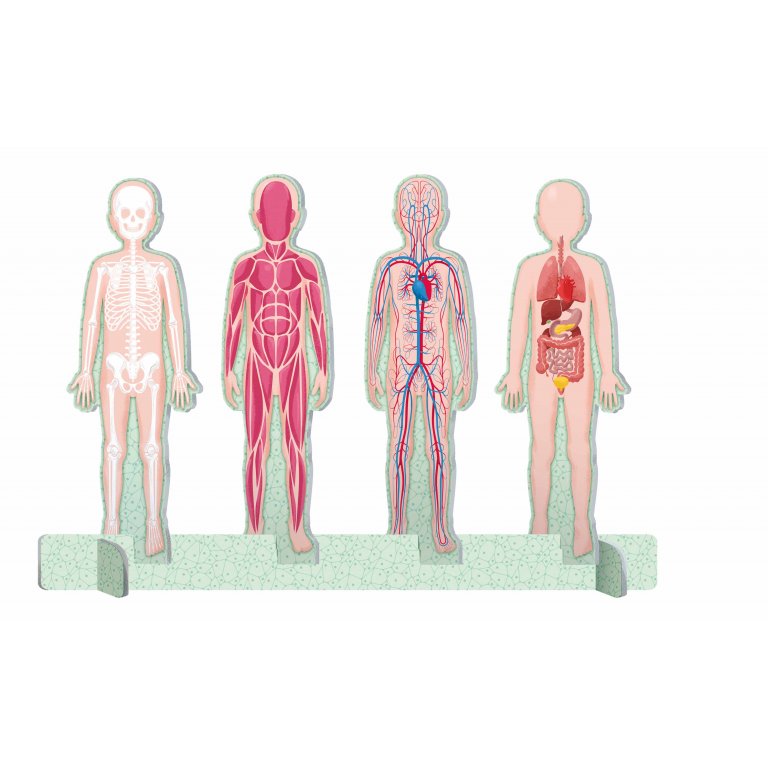 Mega Atlas - The Ultimate Human Body Atlas