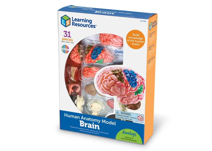 Learning Resources Human Anatomy Model: Brain