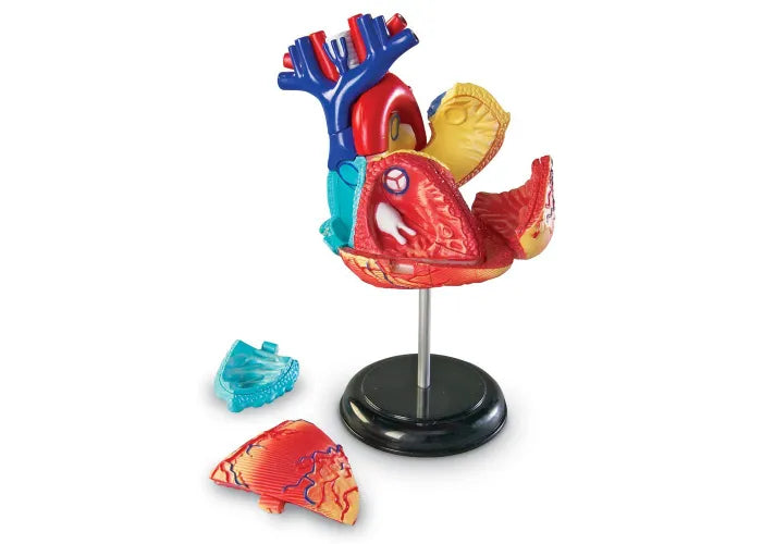 Learning Resources Human Anatomy Model: Heart