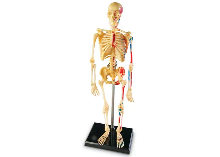 Learning Resources Human Anatomy Model: Skeleton
