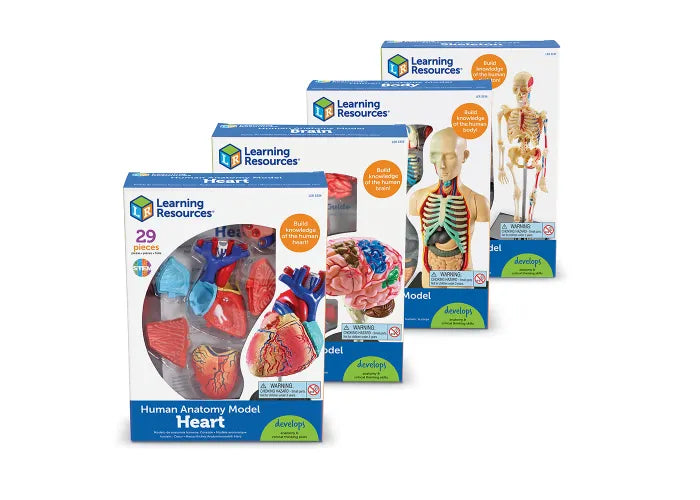 Human Anatomy Models Bundle Set (Heart, Body, Skeleton, Brain)