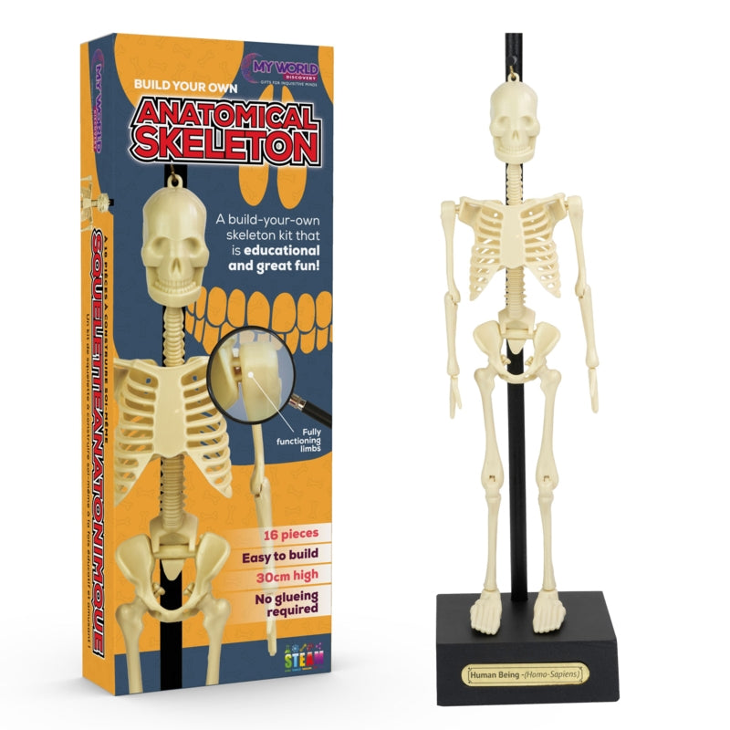 Funtime Gifts Anatomical Skeleton
