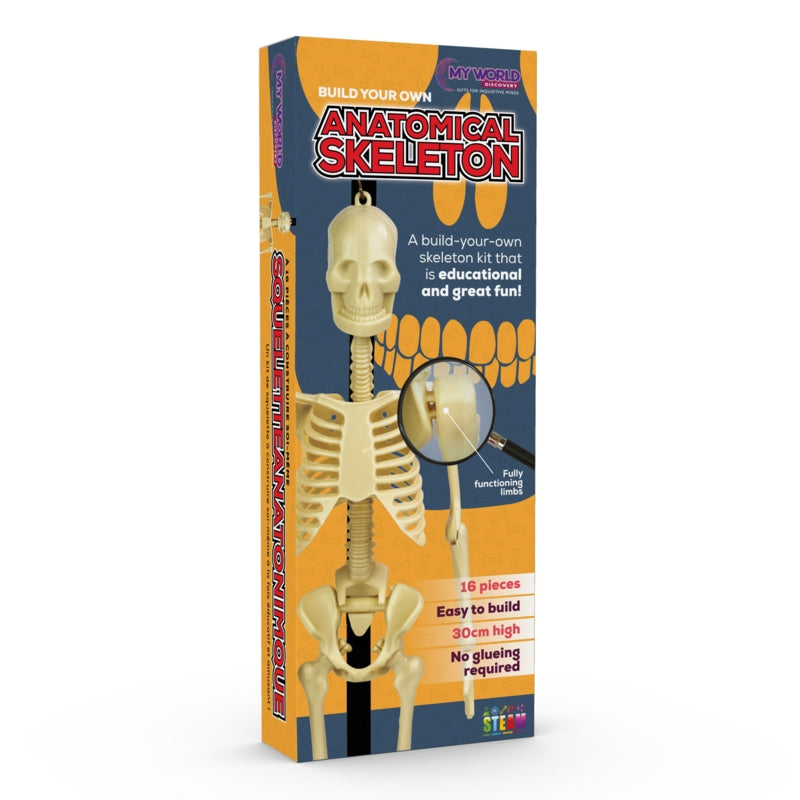 Funtime Gifts Anatomical Skeleton