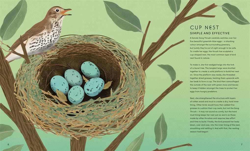 The Secret World Of Bird Nests