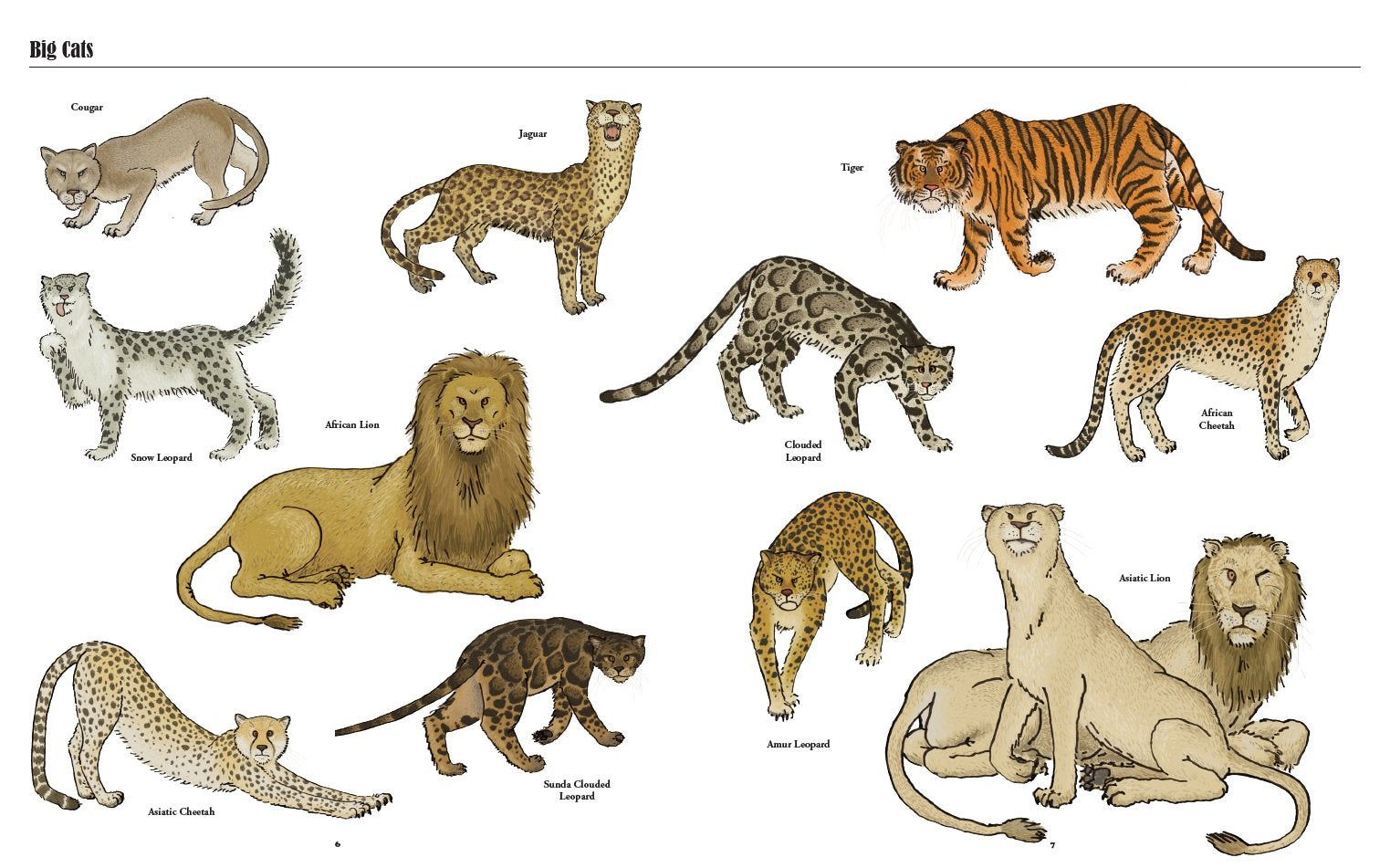 Big Cats, Little Cats: A Visual Guide to the World’s Cats