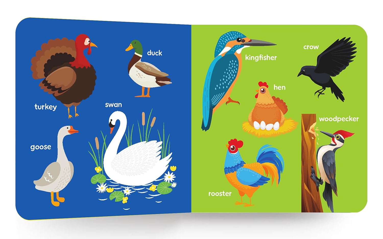 My First Big Book Of Birds