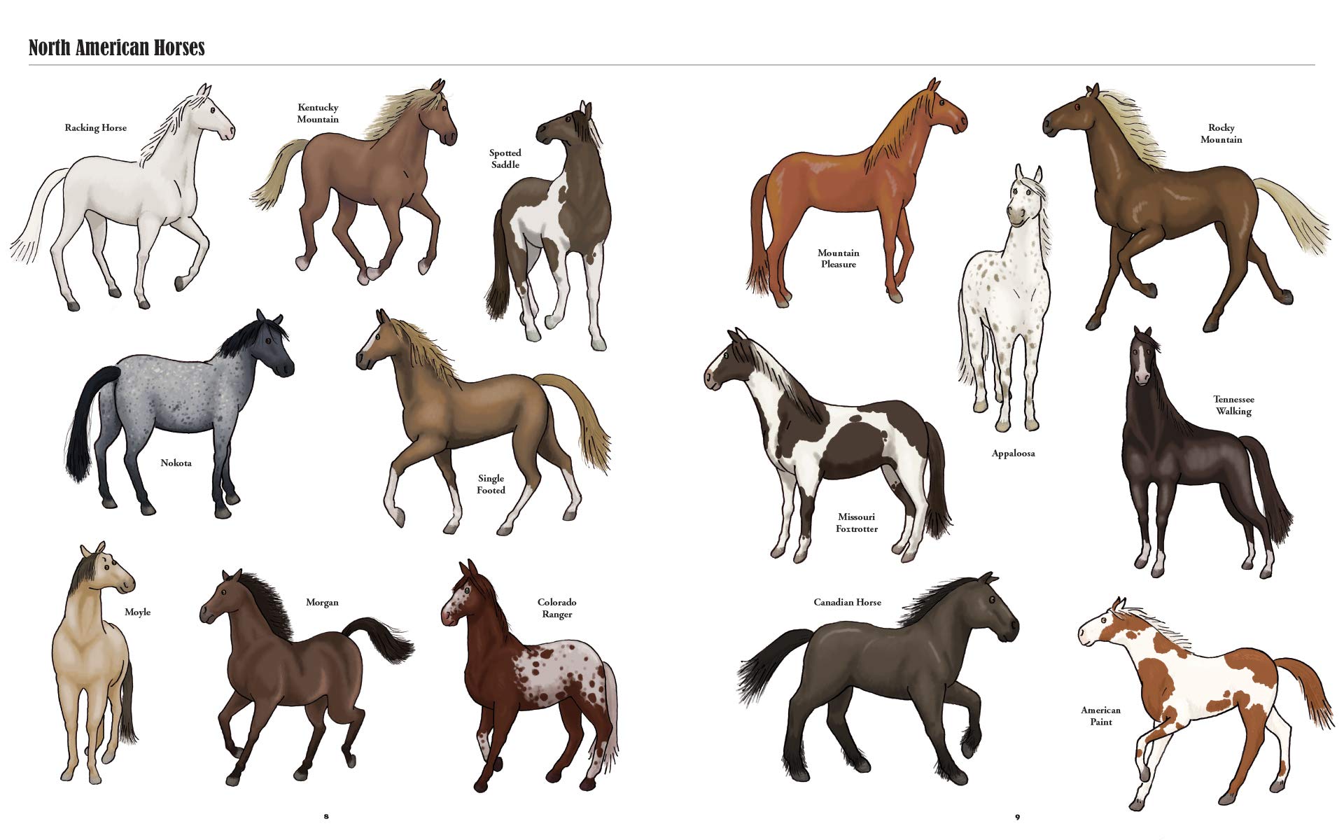 Big Horses, Little Horses: A Visual Guide to the World’s Horses and Ponies