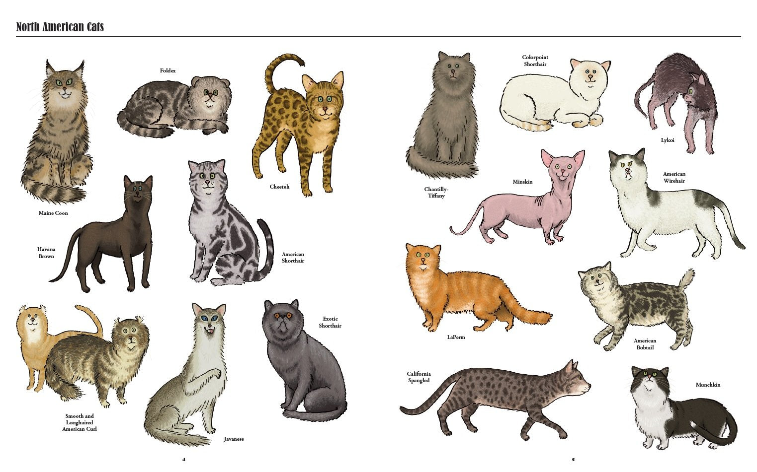 Big Cats, Little Cats: A Visual Guide to the World’s Cats