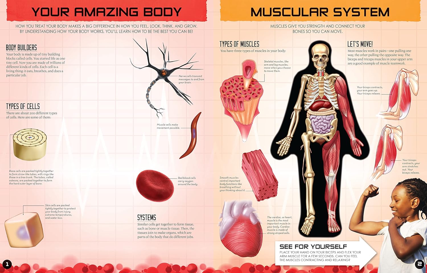 Inside Out: Human Body