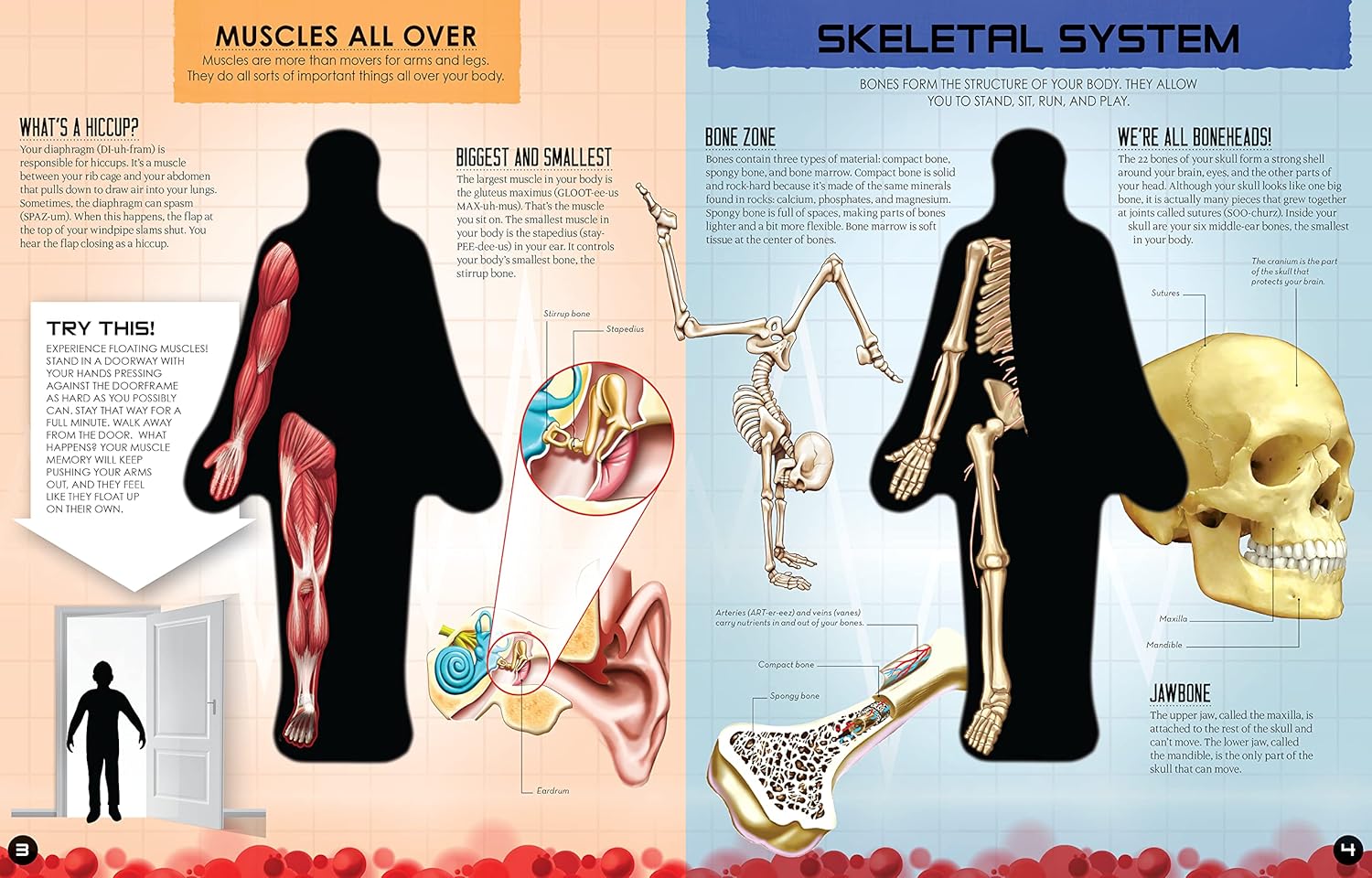 Inside Out: Human Body