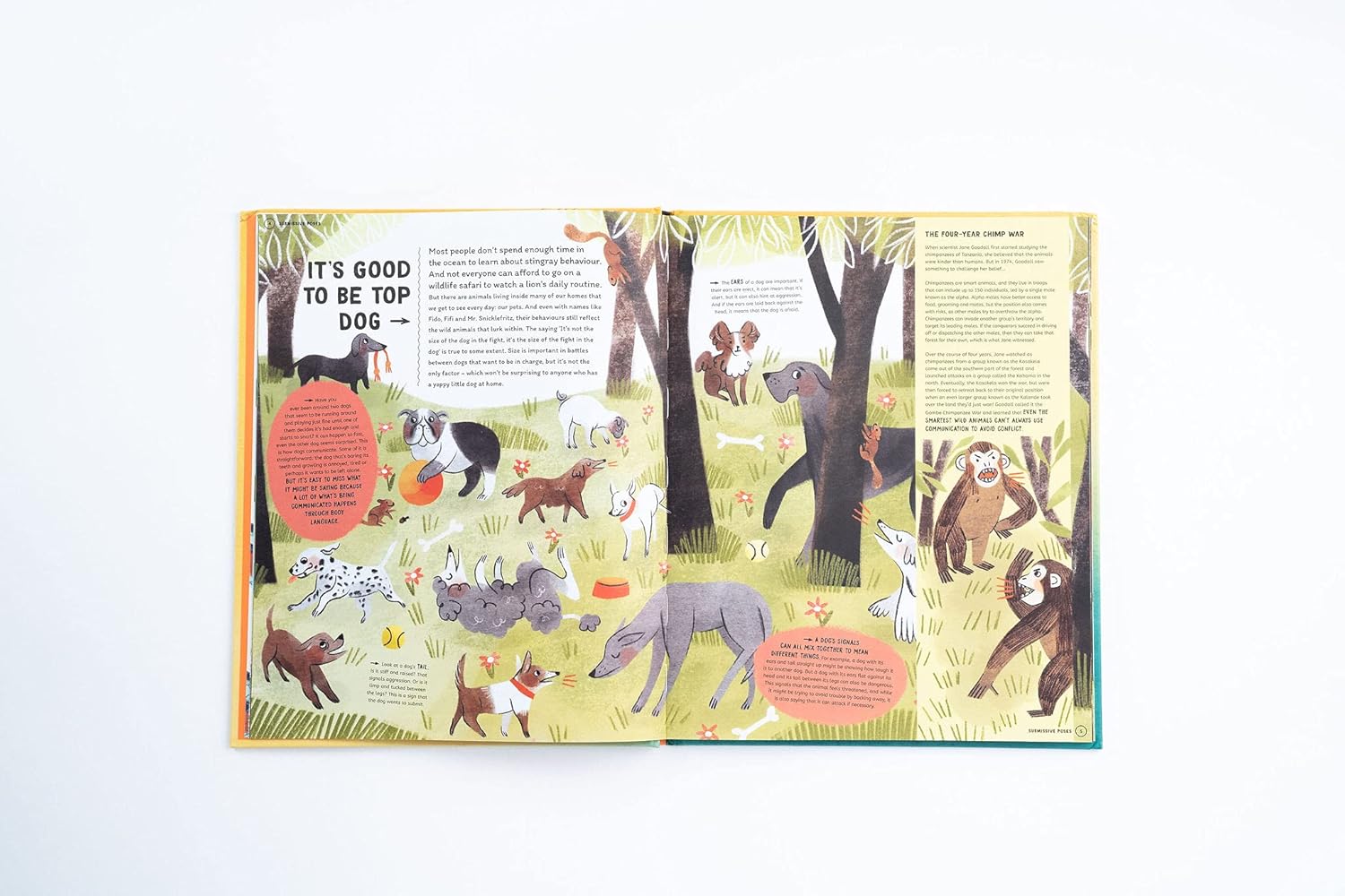 How To Talk To A Tiger… And Other Animals