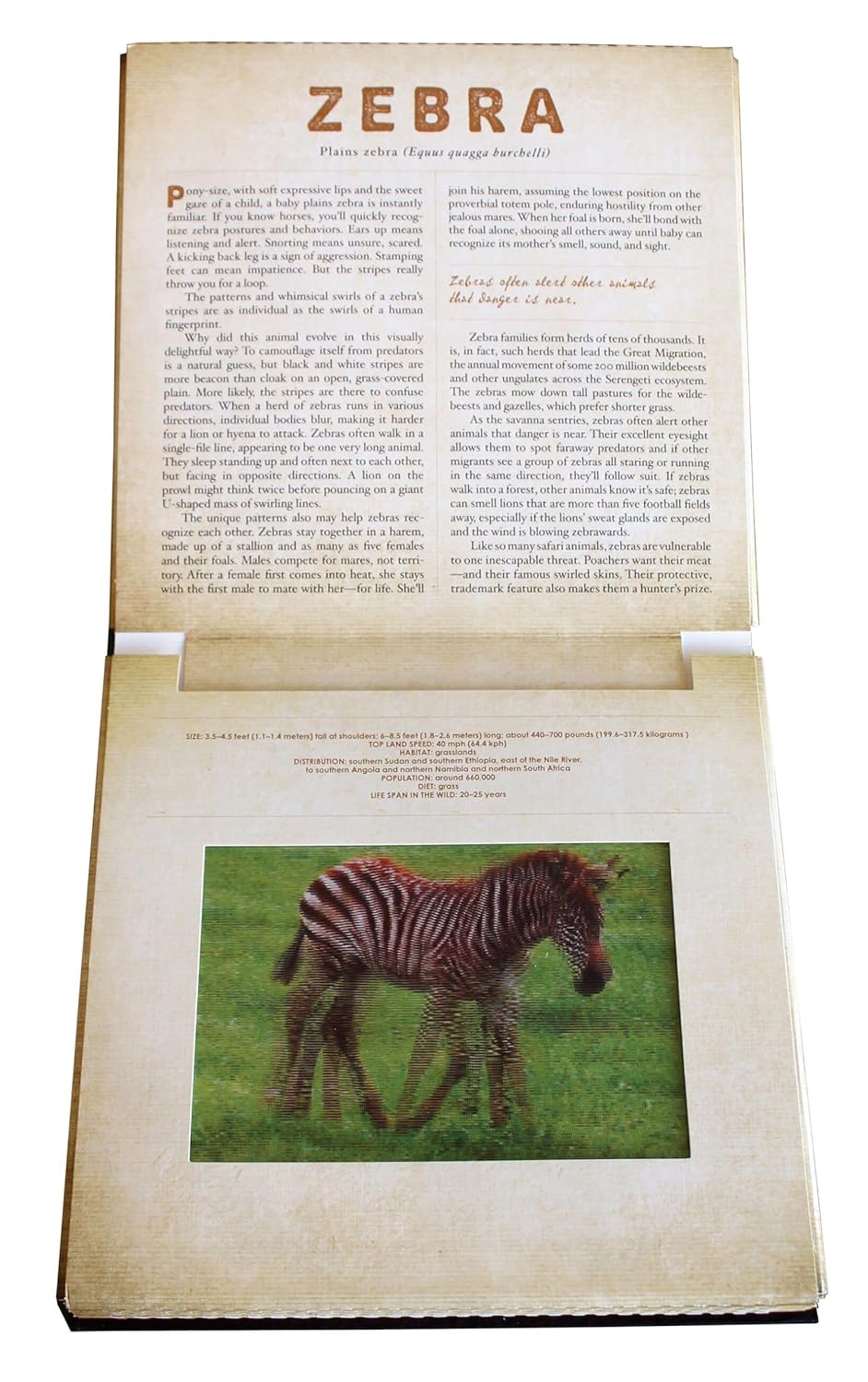 A Photicular Book: Safari
