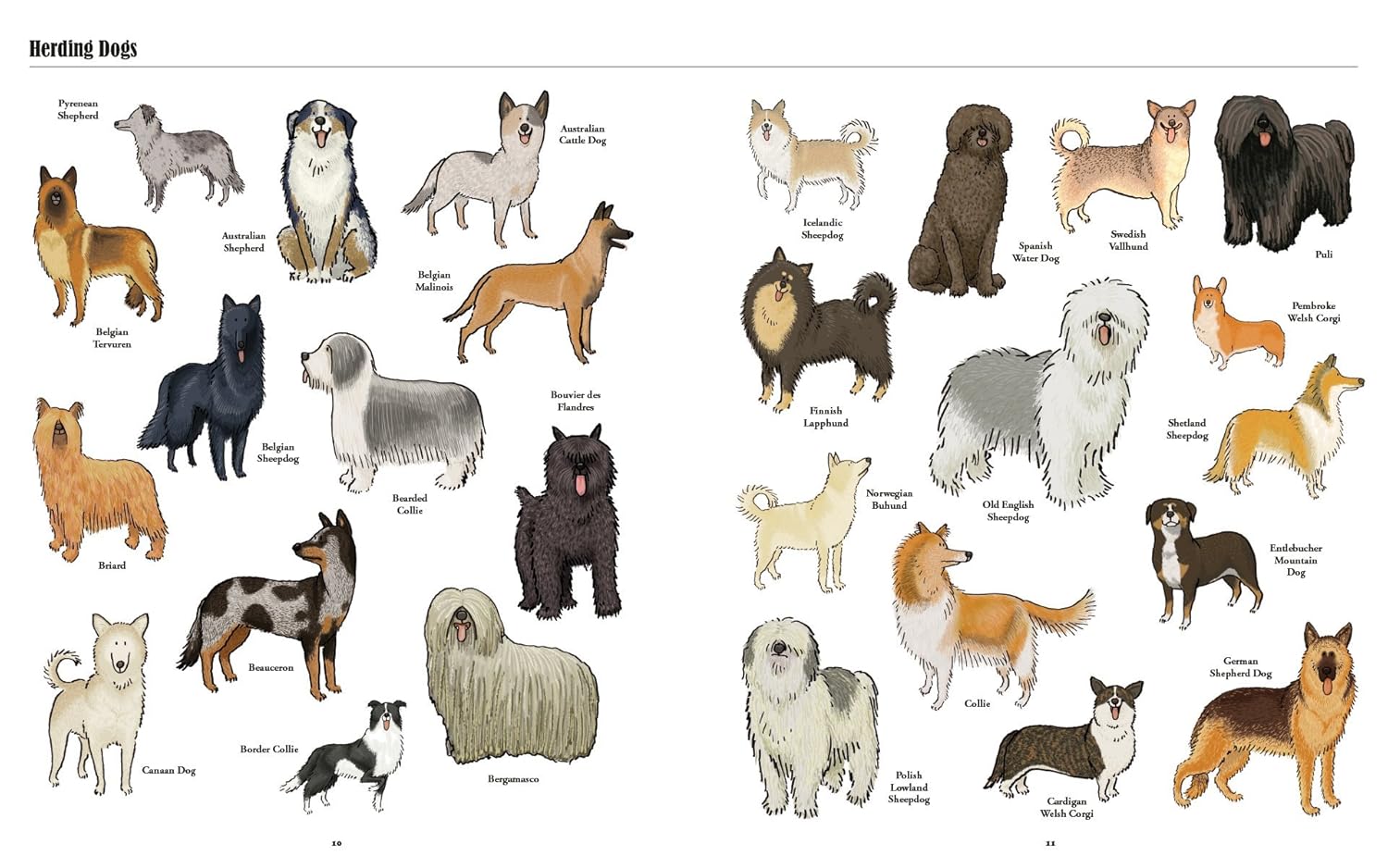 Big Dogs, Little Dogs: A Visual Guide to the World’s Dogs