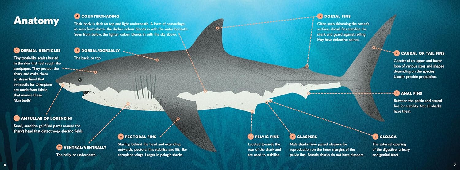 Wonders Of The Wild: Sharks
