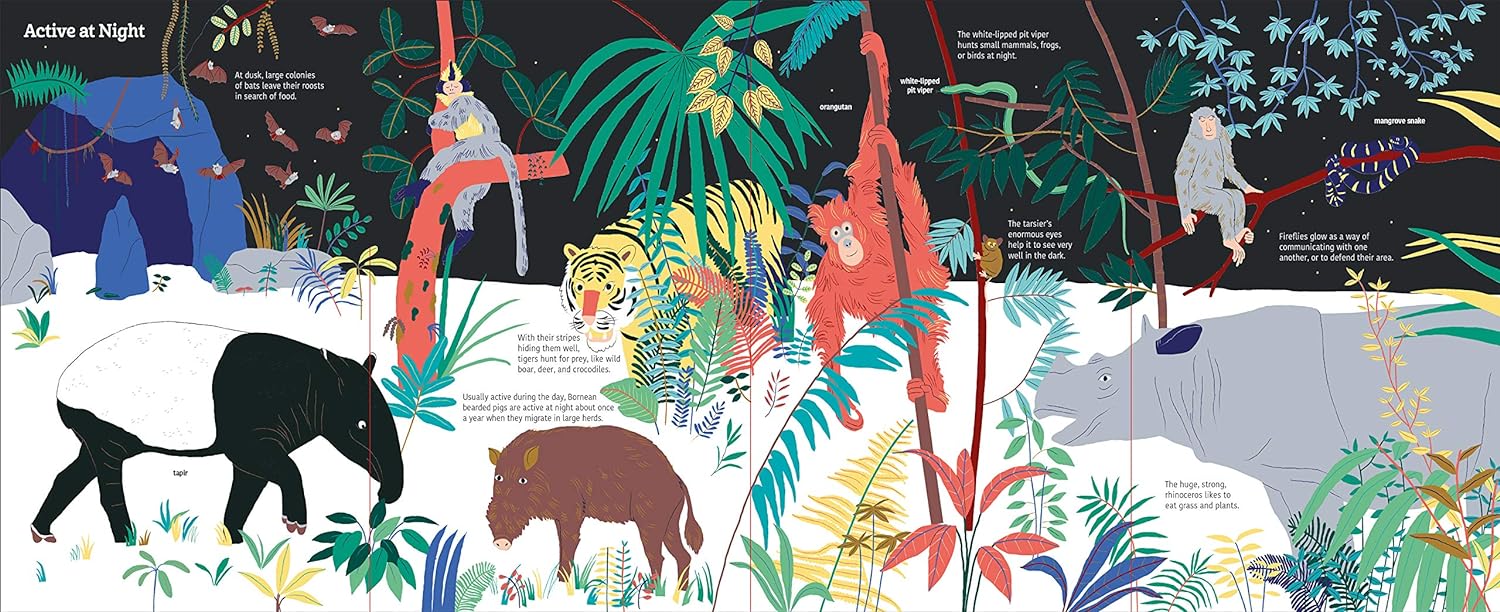 Ultimate Spotlight: Rain Forest Animals