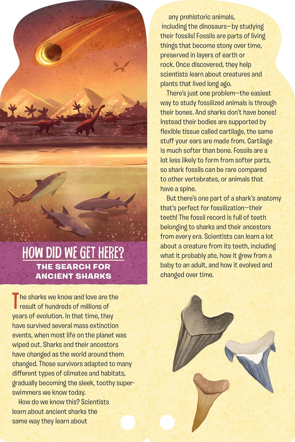 Fandex Kids: Sharks