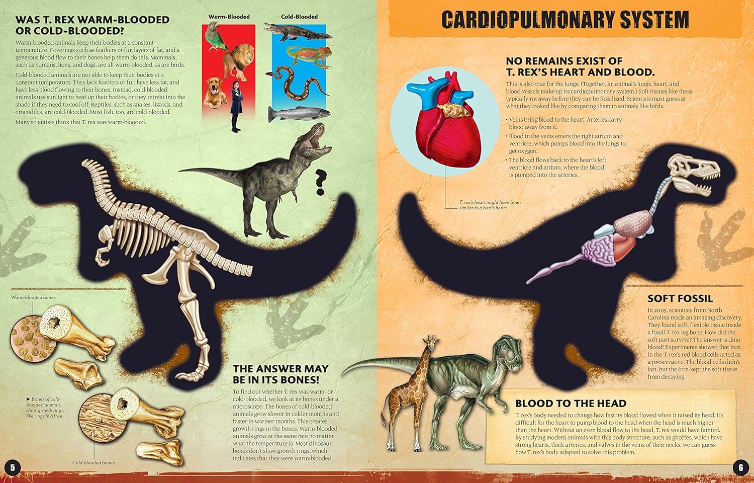 Inside Out: T-Rex