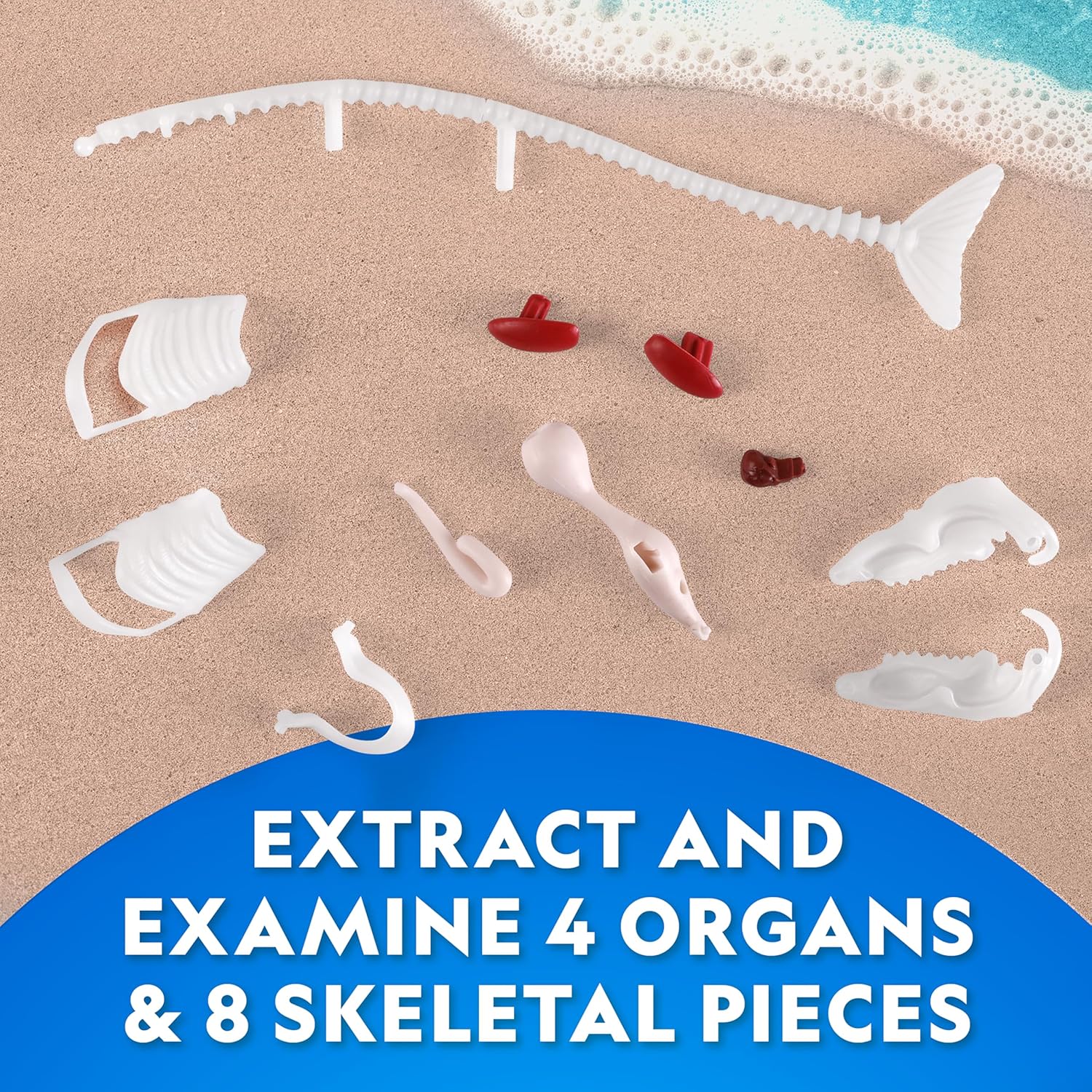 National Geographic Glow-In-The-Dark Great White Shark Dissection Lab