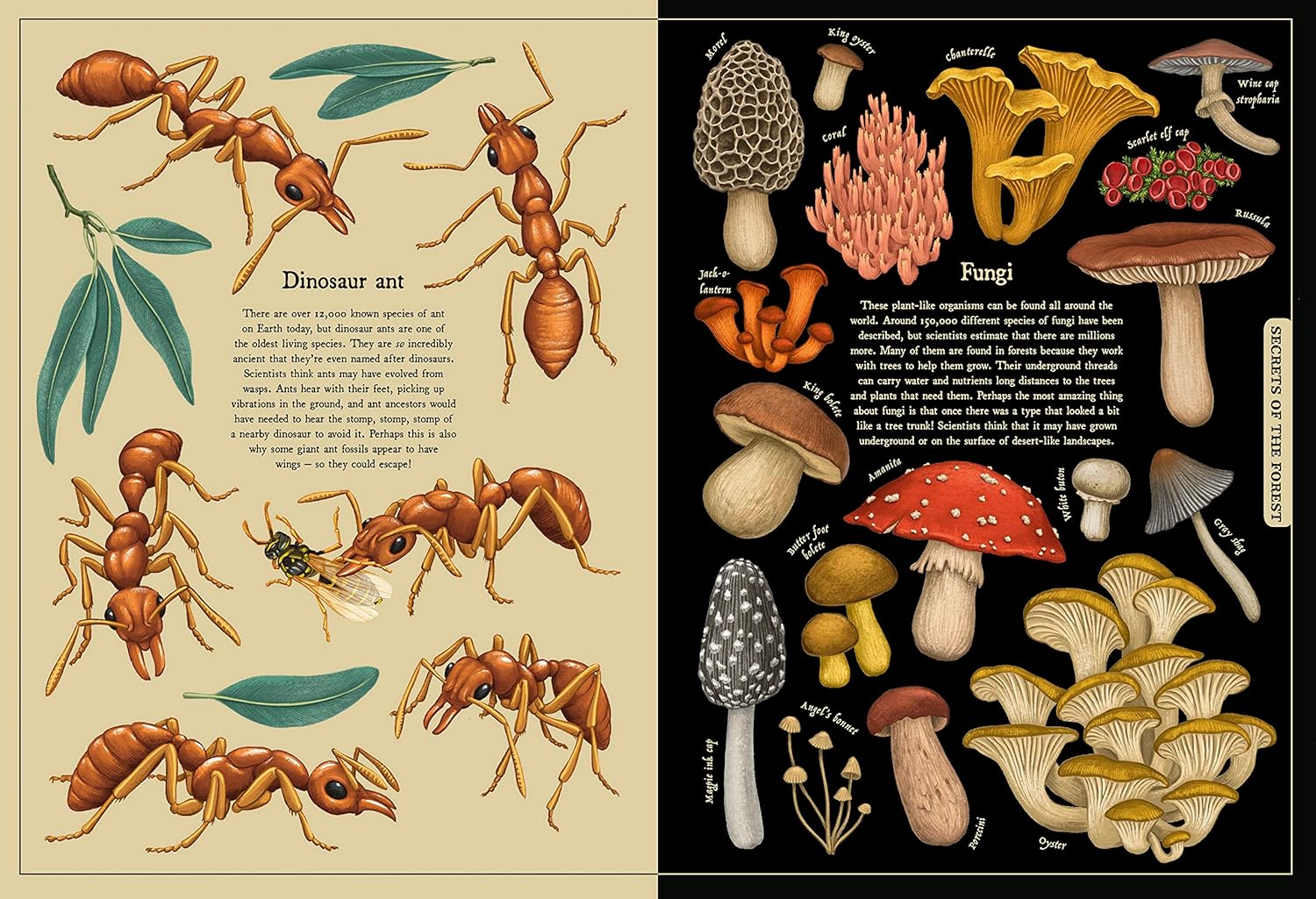 Secret Stories Of Nature