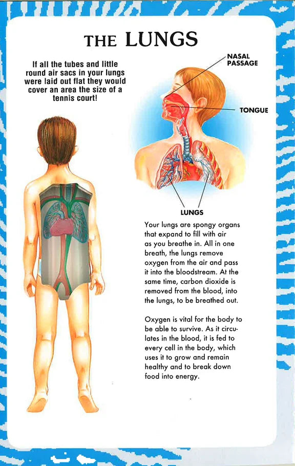My First Book Of The Human Body