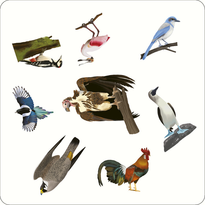 Bird Spotter