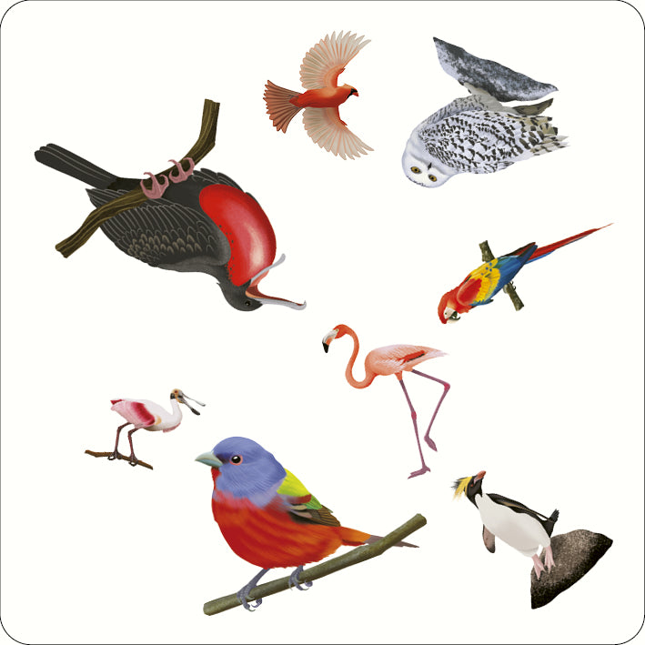 Bird Spotter