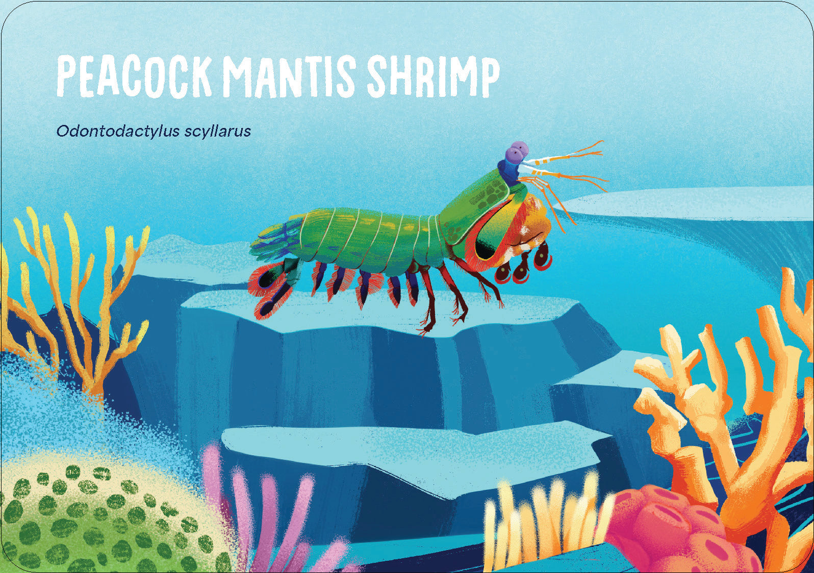 Under The Sea