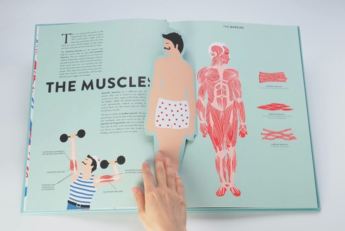Anatomy - A Cutaway Look Inside The Human Body