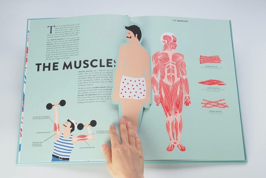 Anatomy - A Cutaway Look Inside The Human Body – The Toy Folks