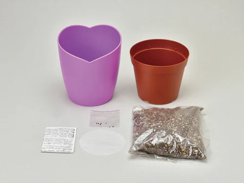 Seishin Purple Balloon Flower Growing Kit