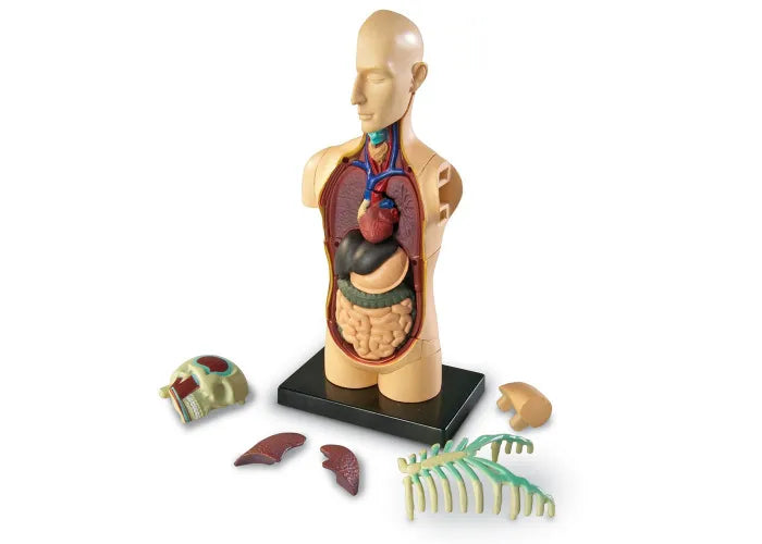 Learning Resources Human Anatomy Model: Body