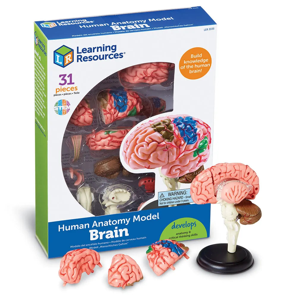 Learning Resources Human Anatomy Model: Brain