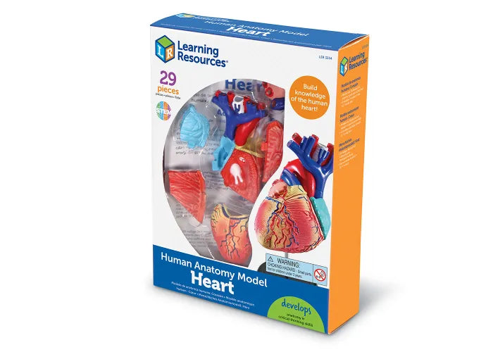 Learning Resources Human Anatomy Model: Heart