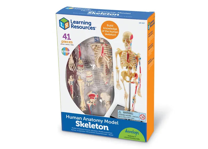 Learning Resources Human Anatomy Model: Skeleton