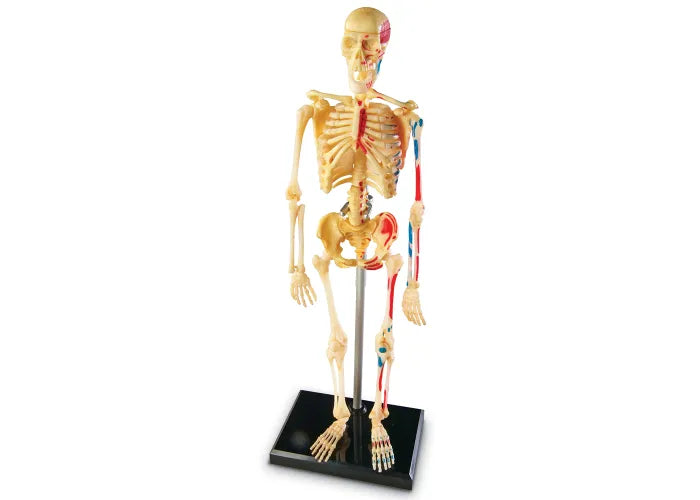 Learning Resources Human Anatomy Model: Skeleton