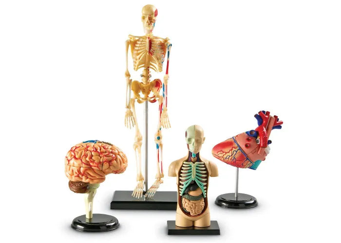 Human Anatomy Models Bundle Set (Heart, Body, Skeleton, Brain)