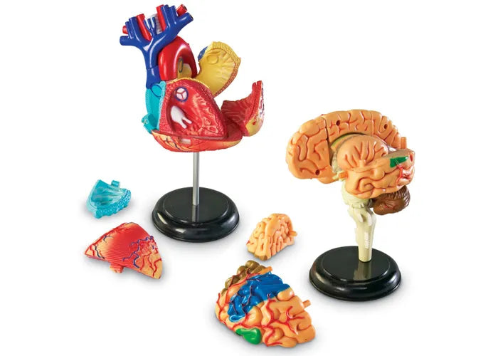 Human Anatomy Models Bundle Set (Heart, Body, Skeleton, Brain)