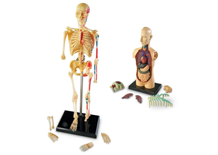 Human Anatomy Models Bundle Set (Heart, Body, Skeleton, Brain)